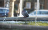 Eine Taube sitzt am Rand eines Springbrunnens