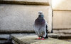 Eine Taube sitzt auf sonnenbeschienenem Beton
