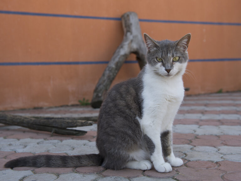 Auf der Straße sitzt eine grau-weiße Katze