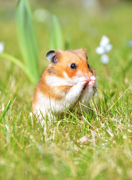 kleiner Hamster sitzt auf einer Wiesen zwischen Blumen