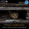 Straßenkatz unter Holz hervorschauen. Schriftzug: Millionen Straßenkatzen leiden in Deutschland im Verborgenen.
