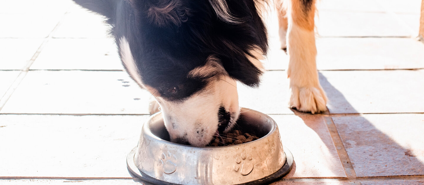 Border Collie Hund frisst aus silbernem Napf, der auf dem Boden steht