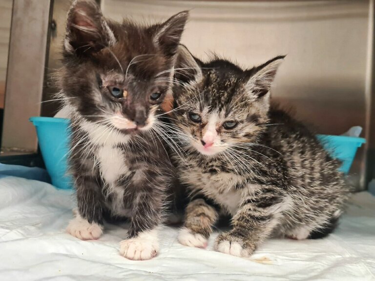 Zwei junge Straßenkatzen werden im Tierheim versorgt.