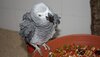 Grau-Papagei Pinkerton sitzt auf dem Rand der Futterschale.