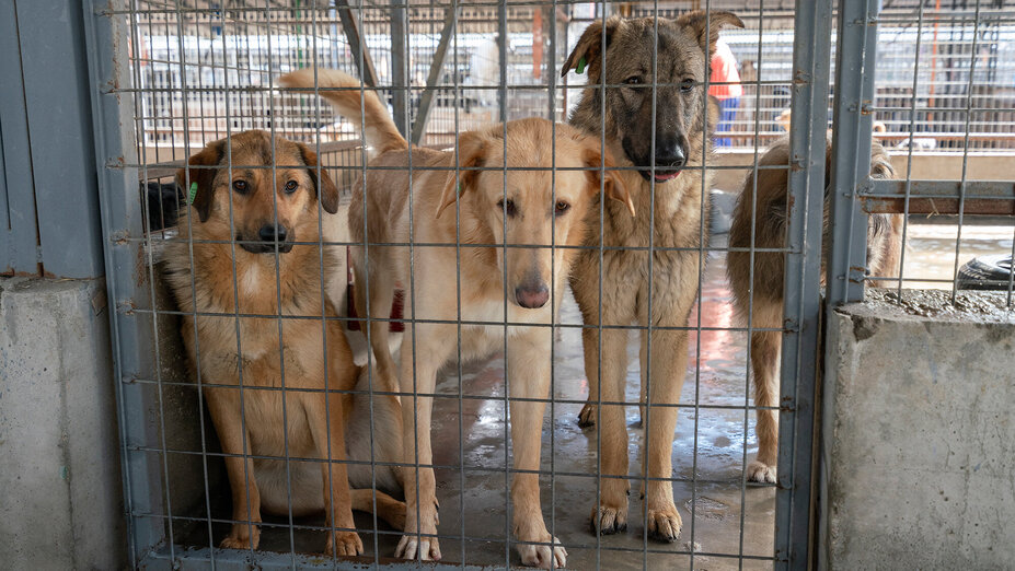 Rumänische Straßenhunde in Käfig 