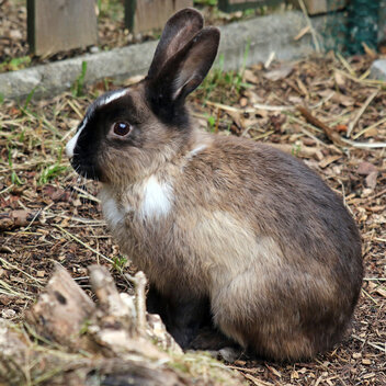 Ein Kaninchen im Außengelände des Tierschutzvereins Landsberg