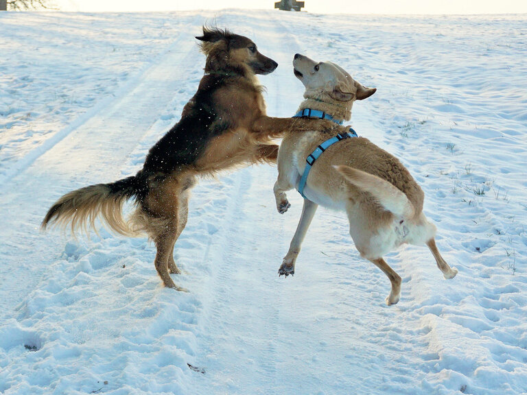 Zwei Hunde toben im Schnee