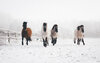 Vier Pferde auf einer verschneiten Koppel.