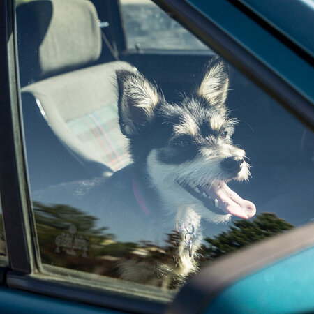 Ein schwarz-weißer Hund sitzt hechelnd in einem sonnigen Auto. 