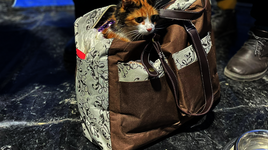 Eine Katze wurde in einer Handtasche transportiert.