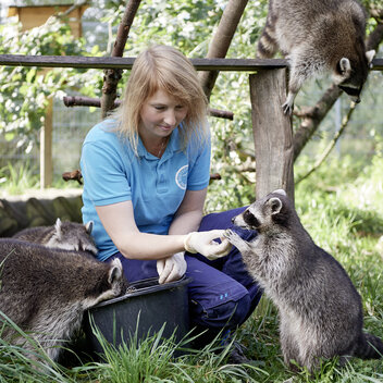 Tierpflegerin füttert die Waschbären in Weidefeld