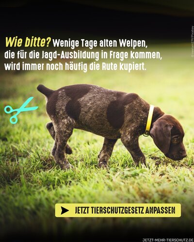 Die Ausnahmen müssen gestrichen werden! ❌

🐶 Das Kupieren der Rute bei Hunden ist in Deutschland eigentlich laut...