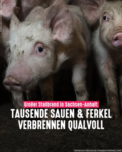 Am Wochenende sind in einer Mega-Schweinemastanlage in Sachsen-Anhalt sechs Ställe abgebrannt - über 1.700 Sauen und...