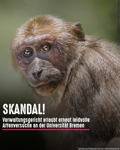 Die umstrittenen Affenversuche an der Uni Bremen dürfen vorläufig fortgeführt werden. 😢🐒

Wissenschaftliche Gutachten,...