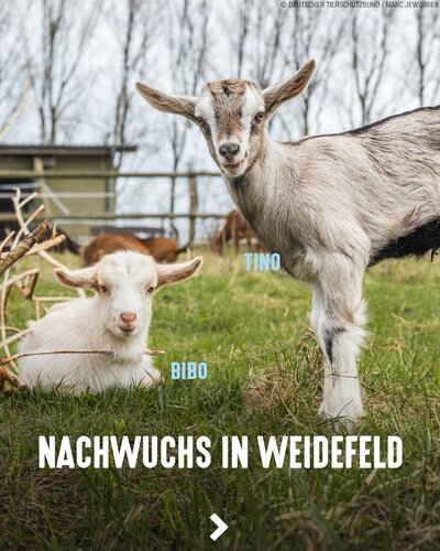 Ziegennachwuchs im Tierschutzzentrum Weidefeld 💙
Bereits kurz vor Ostern gab es in Weidefeld eine kleine...