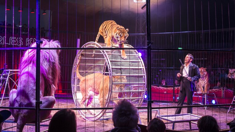 Tiger und Löwe in Zirkus.