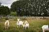 Ziegen aus dem Tierschutzzentrum Weidefeld stehen auf grüner Wise mit Bäumen im Hintergrund 