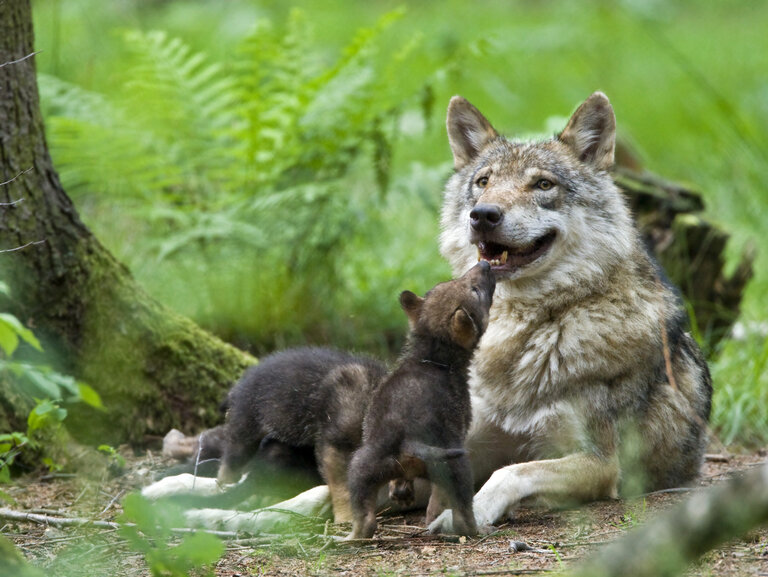 Wölfin mit ihren Jungen im Wald