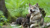 Wölfin mit ihren Jungen im Wald
