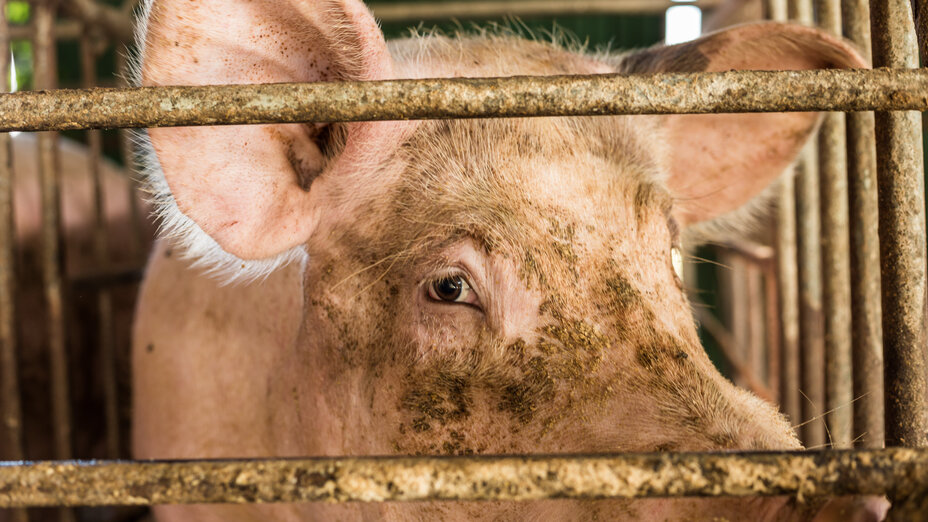 Ein Schwein steht in einer engen Haltungsbucht und schaut eindringlich zwischen den Gitterstäben hindurch