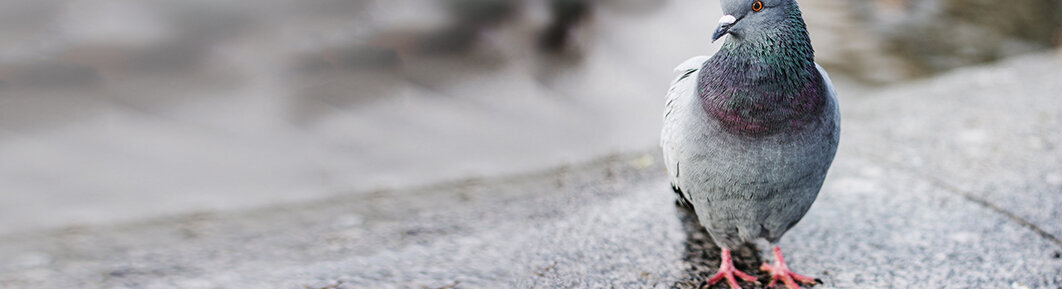 Portraitfoto einer auf der Straße sitzenden Taube