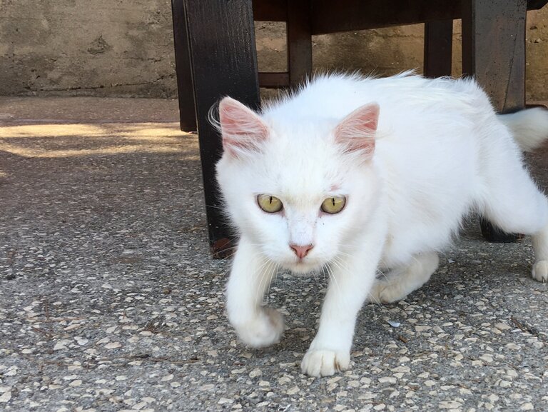 Eine Freigänger-Katze schleicht durch die Straßen Kroatiens 