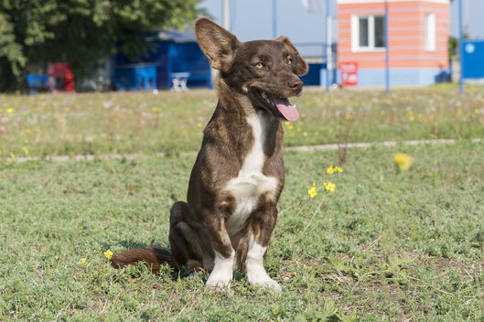 Hund vor unserem Tierschutzzentrum in Odessa