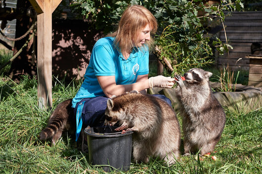 Tierpflegerin hockt im Tierschutzzentrum Weidefeld auf Wiese und füttert 3 Waschbären