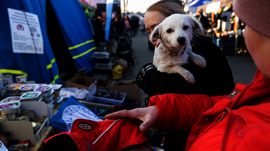 Eine Frau hält einen hellen Hund im Arm. Sie steht vor dem Tierhilfecamp, das der Deutsche Tierschutzbund an der polnisch-ukrainischen Grenze errichtet hat.