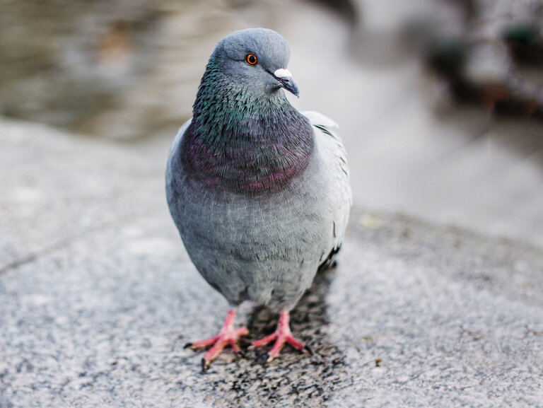 Portrait einer auf der Straße gehenden Taube 