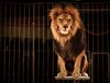 Löwe im Zirkuskäfig sitzend