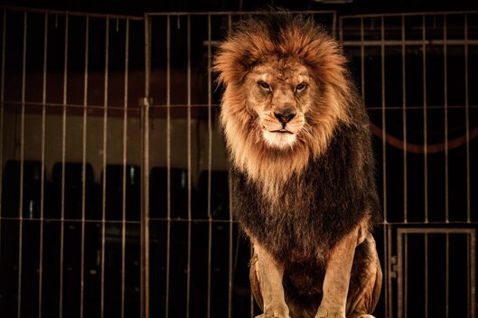 Löwe im Zirkuskäfig sitzend