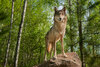 Wolf auf einem Felsen im Wald