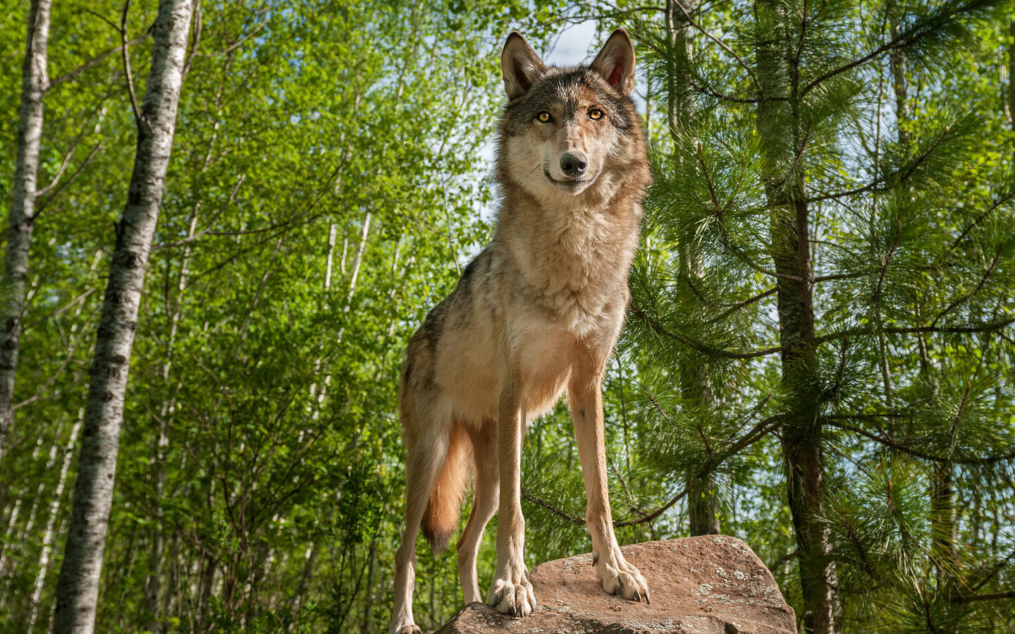Wolf auf einem Felsen im Wald