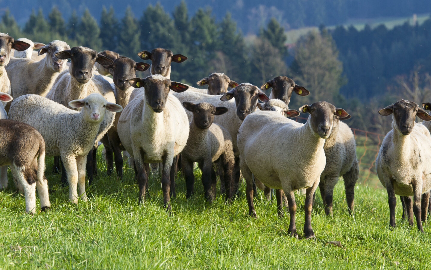 Artgerechte Haltung von Schafen auf einer Weide