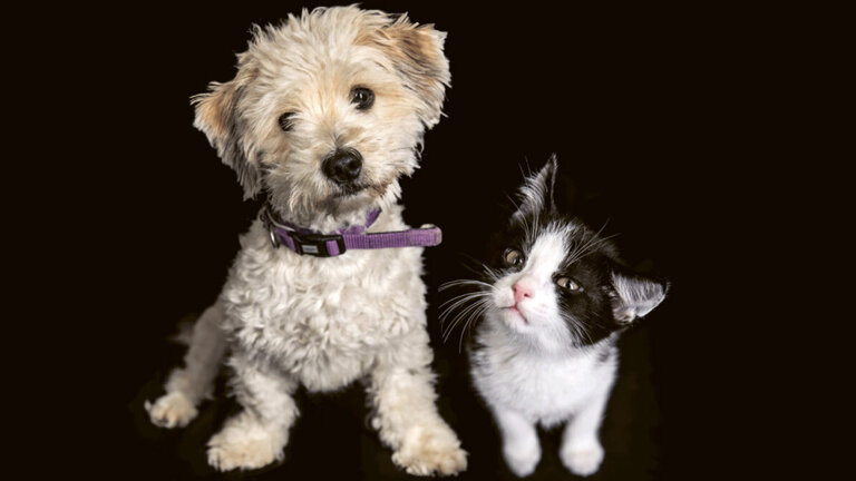 Kampagnenmotiv, auf dem ein Hund und eine Katze nebeneinandersitzend und vor schwarzem Hintergrund den Kopf schieflegen