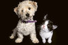 Kampagnenmotiv, auf dem ein Hund und eine Katze nebeneinandersitzend und vor schwarzem Hintergrund den Kopf schieflegen
