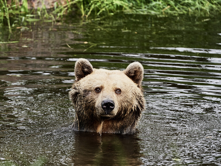 Braunbär Mascha schwimmt im Teich und schaut in die Kamera. 