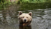 Braunbär Mascha schwimmt im Teich und schaut in die Kamera. 