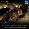 Straßenkatzen an Futterstelle. Schriftzug: Straßenkatzen in Deutschland sind auf menschliche Hilfe angewiesen.