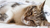 Katze liegt entspannt unter einer Decke