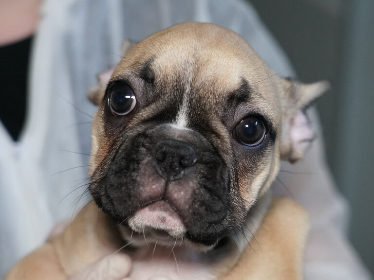 Welpe aus dem illegalen Tierhandel. Qualzuchten wie diese Französische Bulldogge werden häufig auf Onlineplattformen angeboten.