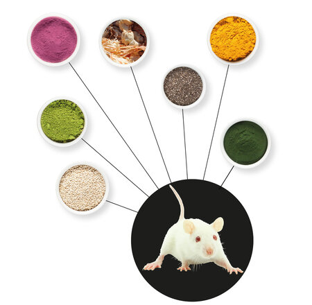 Cover der Broschüre "Novel Food" mit weißer Maus und verschiedenen Pulvern