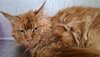 Vernachlässigte rote Katze aus Animal Hoarding Fall schaut traurig in die Kamera