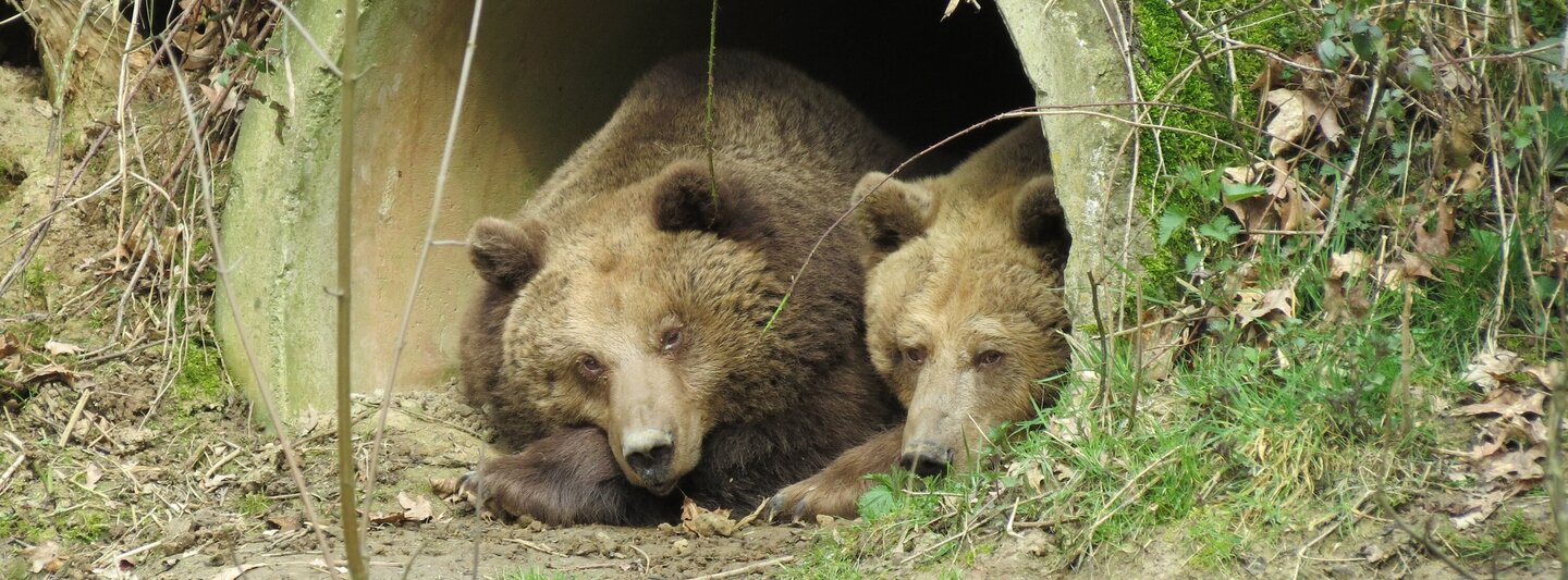Die Braunbären Ronja und Mascha liegen nebeneinander im Höhleneingang.