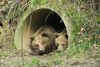 Die Braunbären Ronja und Mascha liegen nebeneinander im Höhleneingang.
