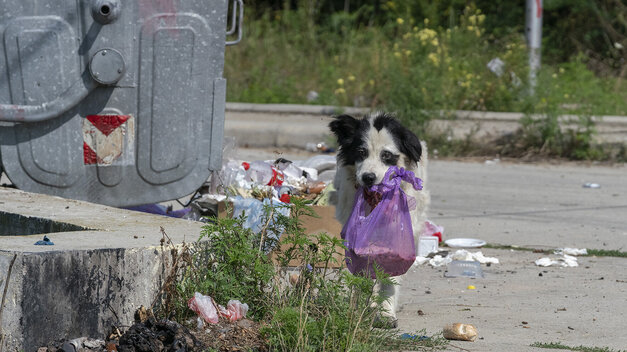 Straßenhund schleppt eine Mülltüte im Maul