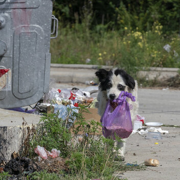 Straßenhund schleppt eine Mülltüte im Maul