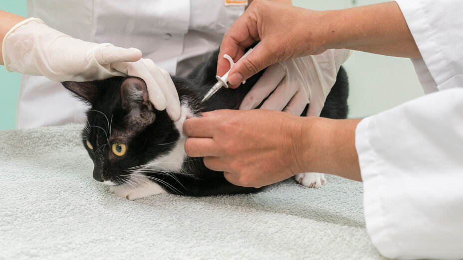 Eine Katze liegt auf dem Behandlungstisch beim Tierarzt und wird gechippt