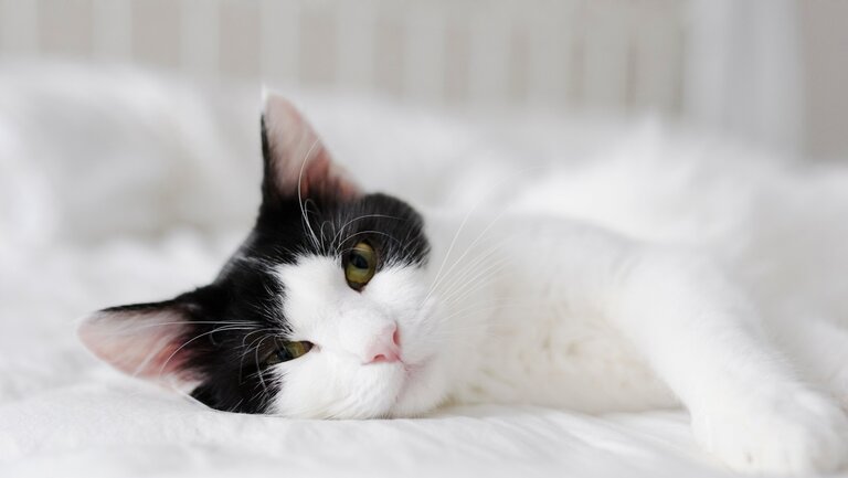 schwarz-weiße Katze liegt entspannt auf weißem Sofa